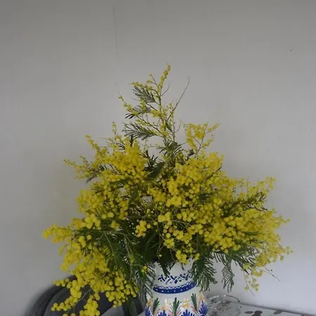 Ene Chocoa Louhossoa