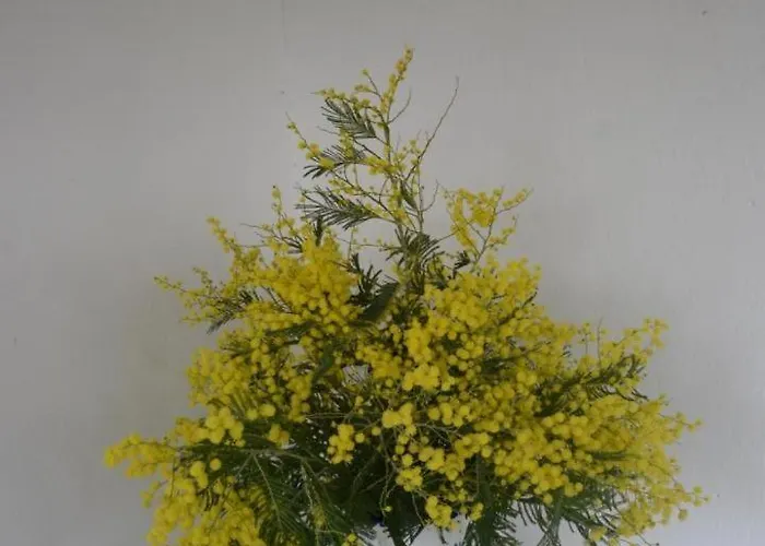 Ene Chocoa Louhossoa